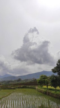Endonezya 'nın Cikancung bölgesindeki pirinç tarlalarının ve çiftçi faaliyetlerinin soyutlanmış arka planı