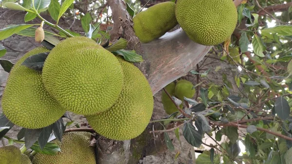 Fotografie Skupiny Zelených Jackfruit Stále Visí Stromě — Stock fotografie