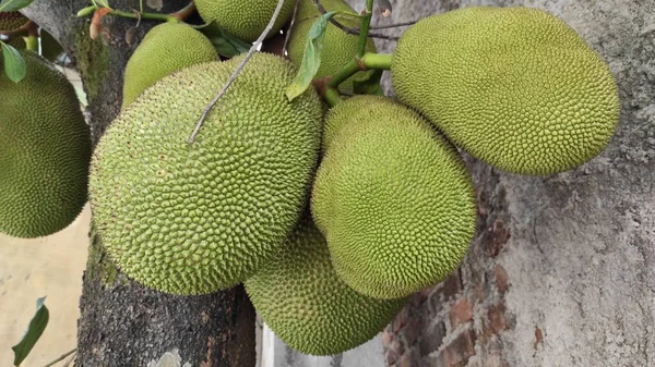 Fotografie Skupiny Zelených Jackfruit Stále Visí Stromě — Stock fotografie