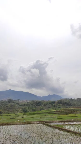 Cikancung Térségben Indonézia Található Rizsföldek Mezőgazdasági Tevékenységek Elvont Kitelepített Háttere — Stock Fotó