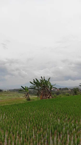 Latar Belakang Pertanian Dan Sawah Yang Tidak Terfokus Secara Abstrak — Stok Foto