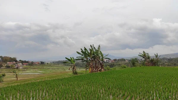 Contexto Desfocado Abstrato Campos Arroz Atividades Agrícolas Área Cikancung Indonésia — Fotografia de Stock