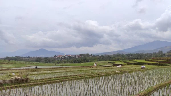 Endonezya Nın Cikancung Bölgesindeki Pirinç Tarlalarının Çiftçi Faaliyetlerinin Soyutlanmış Arka — Stok fotoğraf