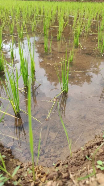 Sabah Tarlaya Yeni Ekilen Pirincin Soyut Odaklanmış Fotoğrafı — Stok fotoğraf