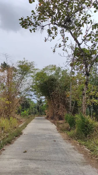 要旨北倉地区にある竹林のある静かで怖い道を撮影した写真 — ストック写真