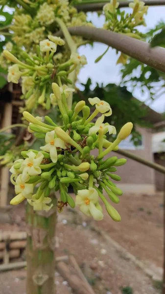 Abstrato Desfocado Foto Flores Árvore Mamão Que Mais Tarde Tornará — Fotografia de Stock