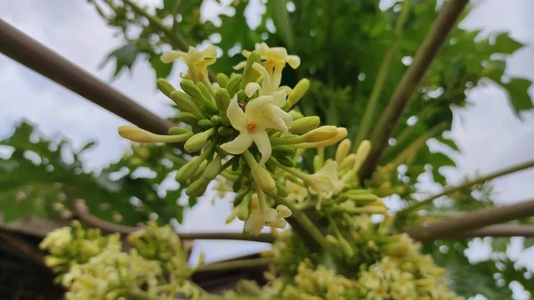 Astratto Sfocato Foto Fiori Albero Papaia Che Seguito Diventerà Frutta — Foto Stock