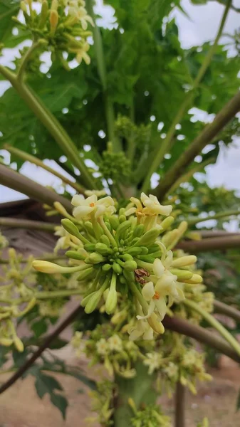 Astratto Sfocato Foto Fiori Albero Papaia Che Seguito Diventerà Frutta — Foto Stock