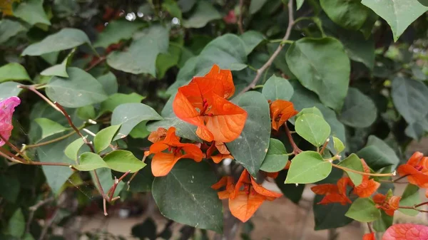 Photo Déconcentrée Abstraite Fleurs Avec Des Pétales Minces Papier Qui — Photo