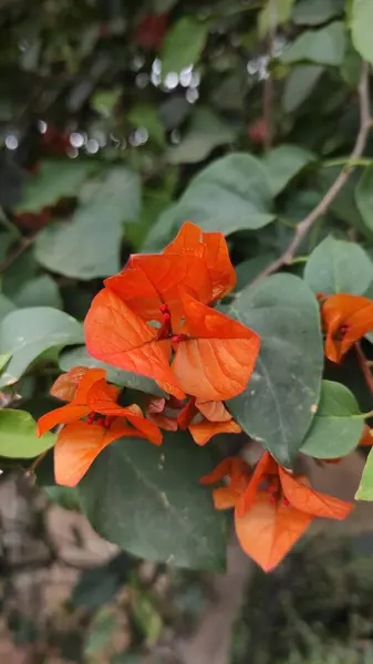 纸片花瓣的花朵在院子里盛开的照片 — 图库照片