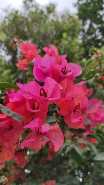 纸片花瓣的花朵在院子里盛开的照片 — 图库照片