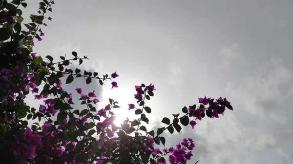 Αφηρημένη Αφοδευμένη Φωτογραφία Από Σιλουέτα Ενός Λουλουδιού Που Προεξέχει Ψηλά — Φωτογραφία Αρχείου