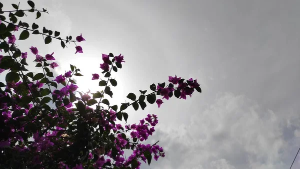 Resumen Desenfocado Foto Silueta Una Planta Flores Que Sobresale Alto — Foto de Stock