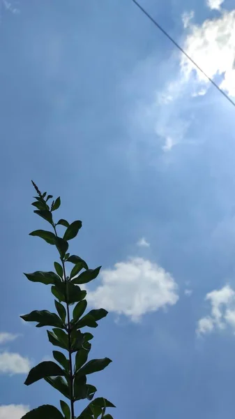 要旨青い空の背景と電線のあるヘッジプラントの集束写真 — ストック写真