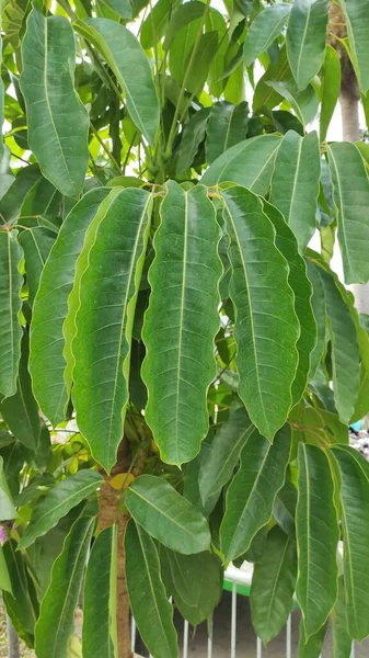 Abstracte Onscherpe Foto Van Een Unieke Sierplant Die Bladeren Met — Stockfoto