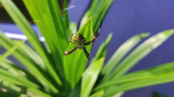 一只蜘蛛在蒲公英植物上筑巢的离焦图片摘要 — 图库照片