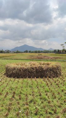 Endonezya 'nın Rancaekek bölgesinde pirinç hasadı bittikten sonra pirinç tarlasının ortasında toplanan saman yığınının fotoğrafı.