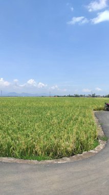 Endonezya 'nın Rancaekek bölgesinde geniş bir pirinç tarlasının fotoğrafı.