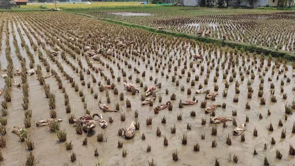 Foto Eines Reisfeldes Das Als Aufzuchtstätte Für Enten Der Region — Stockfoto