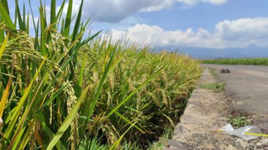 Endonezya 'nın Rancaekek bölgesindeki bir otoyolun kenarında sıcak bir günde çekilmiş bir pirinç tarlası fotoğrafı.