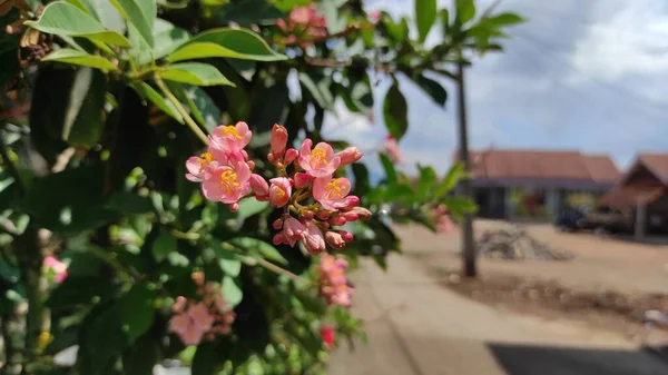 Fotografie Krásného Růžového Květu Parku Krajnice — Stock fotografie
