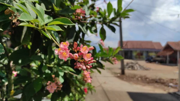 Otoyolun Kenarındaki Parkta Güzel Pembe Bir Çiçeğin Fotoğrafı — Stok fotoğraf