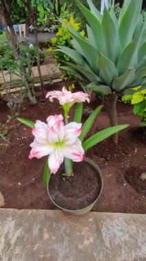 Çiçek saksısında açan beyaz ve pembe taç yapraklı bir Amarillis çiçeğinin dikey çekim klipsi. 4K HD çözünürlüklü egzotik Endonezya bitkilerinin yakın çekim görüntüleri.