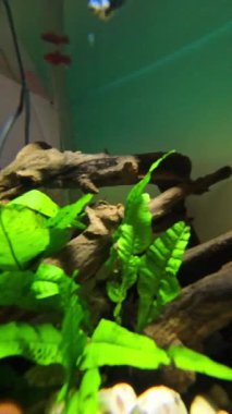 Süslü balıklar, su bitkileri, kayalar ve odunlarla dolu bir akvaryuma dalışın birinci şahıs görüntüsünün dikey videosu. 4K HD çözünürlüklü bir akvaryumda POV hareketli dalış görüntüsü.