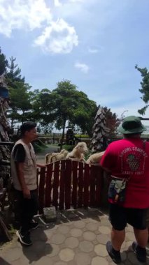 Bandung, Endonezya, 25 Ocak 2026. Hayvanat bahçesinde onlara sebze yedirirken koyunlarla etkileşimden keyif alan turistlerin dikey videosu. 4K HD çözünürlükte seyahat ve tatil görüntüleri.