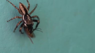 Yırtıcı bir örümceğin (Menemerus bivittatus) yuvasına götürmeden önce mavi bir duvarda bir sineği yakalayıp onu hareketsiz hale getirmesini gösteren video. Örümceğin avını 4K çözünürlükte avlarken görüntüsü..