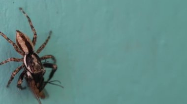 Yırtıcı bir örümceğin (Menemerus bivittatus) yuvasına götürmeden önce mavi bir duvarda bir sineği yakalayıp onu hareketsiz hale getirmesini gösteren video. Örümceğin avını 4K çözünürlükte avlarken görüntüsü..