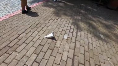 Parkın asfalt zemininde kafası karışmış beyaz bir güvercinin görüntüsü. Endonezya 'da bir parkın ortasında yalnız bir güvercinin görüntüsü. 4K Çözünürlüğü