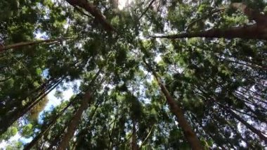 Yükselen çam ağacı gövdeleri ve yapraklarının sabah güneşini engellediği sinematik alçak açı videosu. 4K HD çözünürlükte aydınlatılmış ışık ile Serene Rahatlatıcı Orman manzarası.