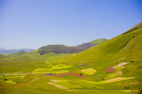 Blommande fält i Castelluccio di Norcia — Stockfoto