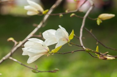 Manolya çiçek beyaz. İlkbaharda çiçek açan Manolya ağacı