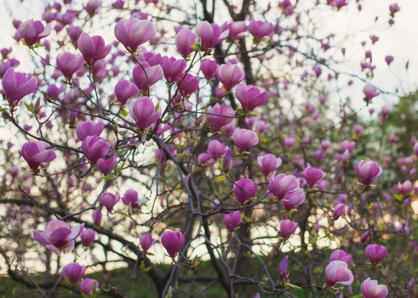 Flor de árbol de magnolia rosa en primavera — Foto de Stock