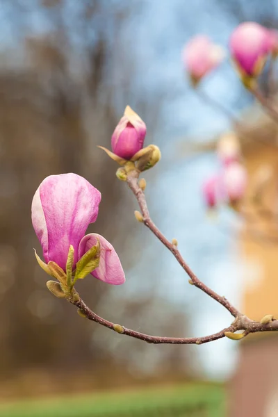 Pink magnolia flowers. Blooming magnolia tree in the spring
