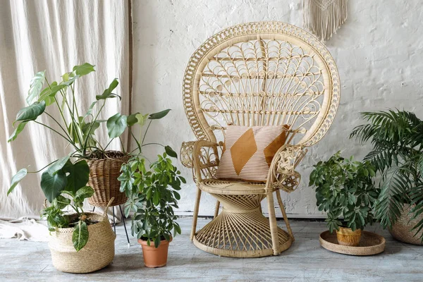 Many Green Houseplants Flowerpots Standing Wicker Armchair Cushions Comfortable Living — Stock Photo, Image
