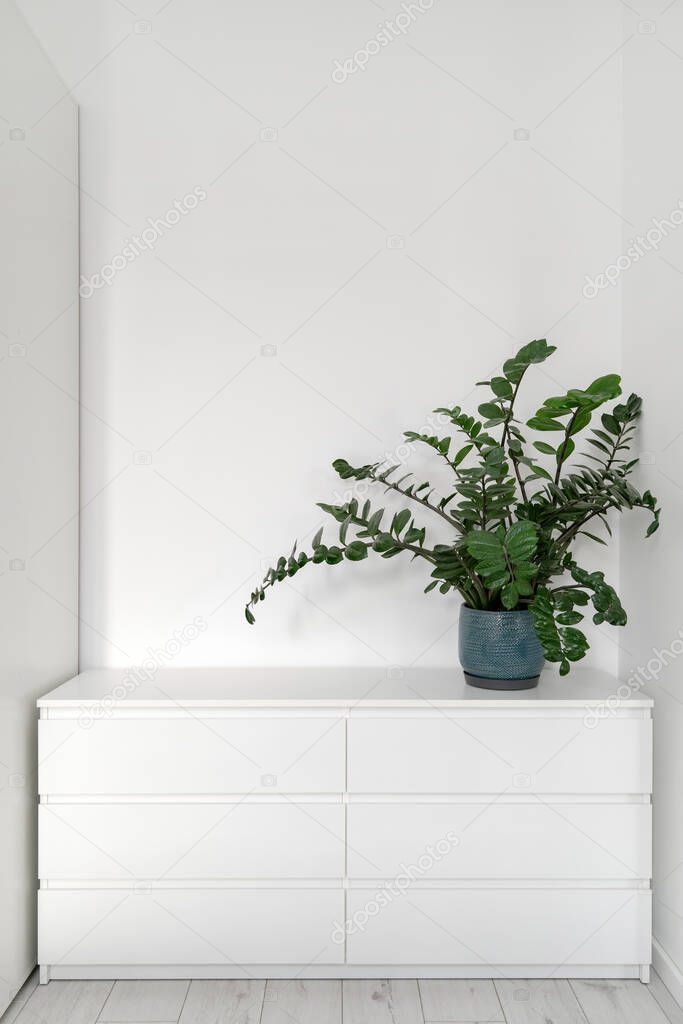 Vertical view of green houseplant standing in flower pot on white chest of drawer against copy space wall. Contemporary apartment with modern interior design. Concept of furniture in house