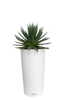Seramik saksıda sulu yeşil ev bitkisi beyaz arka planda izole edilmiş, fotokopi alanı, dikey çekim. Yetiştirme bitkisi ve çiçek evi dekorasyonu