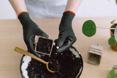 Siyah eldivenli kadın eller, mutfak masasındaki tahta kaşıkla beyaz seramik kaseden elde edilen iplikçikli toprağı doldurup tohum ekme ve yeşil filizler için hazırlıyorlar.