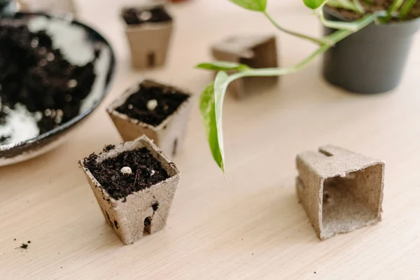 Concetto Giardinaggio Domestico Primo Piano Vasi Piantina Biodegradabili Torba Ciotola — Foto Stock