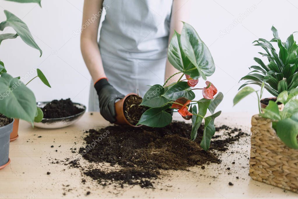 Cropped shot of woman gardener carefully removed Anthurium Pink flower with roots from ceramic pot to renew soil and transplant it. Home potted greenery and flowers care concept