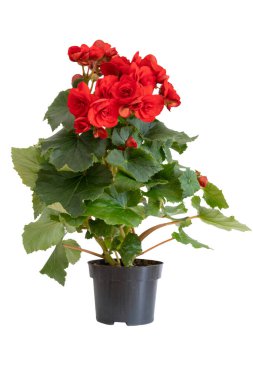 Beyaz arka planda izole edilmiş siyah plastik kapta çiçek açan begonya bitkisinin dikey görüntüsü. Ev dekorasyonu kavramı