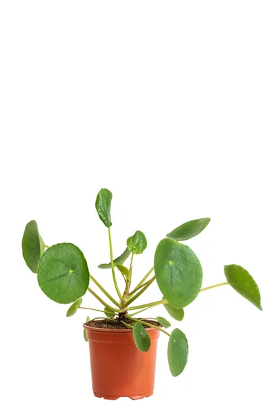 Tiro Vertical Planta Pilea Verde Maceta Plástico Marrón Aislado Sobre — Foto de Stock