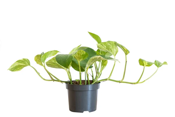 Plante Épipremnum Tropicale Cultiver Intérieur Dans Pot Plastique Noir Isolé — Photo