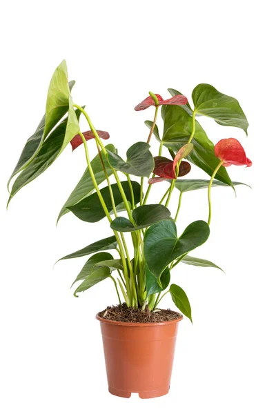 Lodret Skud Smuk Grøn Anthurium Plante Brun Plast Pot Isoleret - Stock-foto