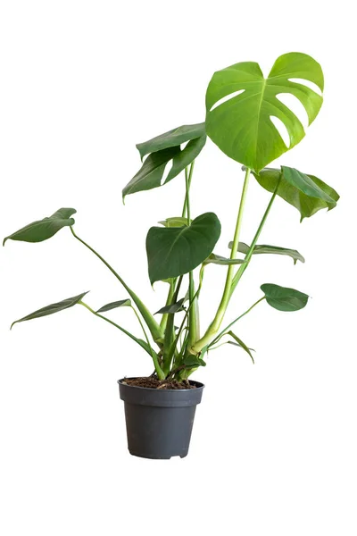 Tiro Vertical Planta Monstera Tropical Verde Maceta Plástico Negro Aislado — Foto de Stock