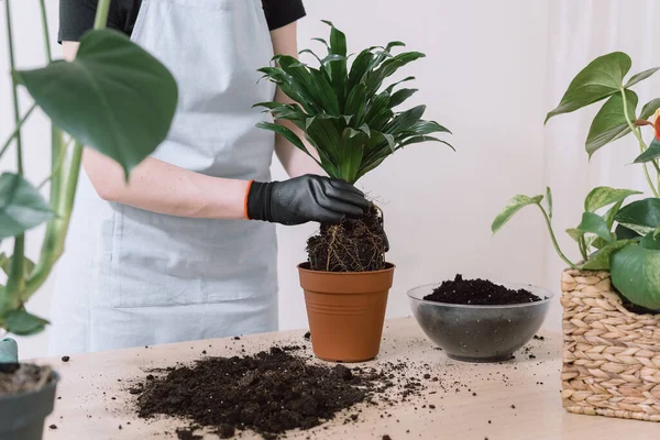 Ibu Rumah Tangga Dengan Celemek Putih Dan Sarung Tangan Berkebun — Stok Foto