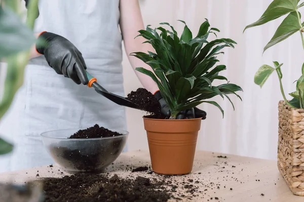 Imagem Cortada Mulher Transplantando Planta Vaso Novo Casa Derramando Mais — Fotografia de Stock